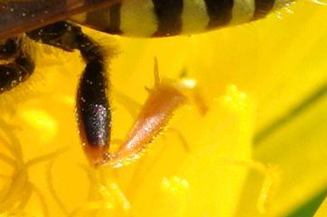 Nomada sp.